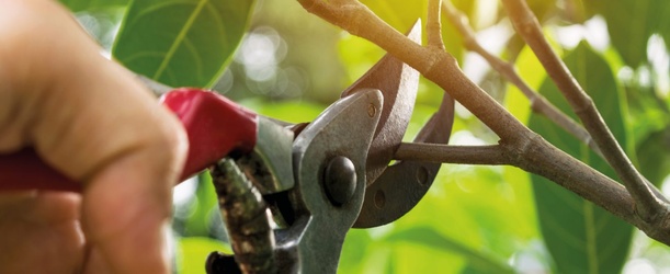 Quand tailler vos arbres, arbustes et fleurs ?