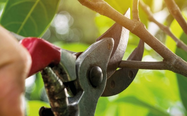 Quand tailler vos arbres, arbustes et fleurs ?