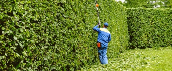 Pourquoi et quand tailler les haies ?