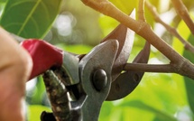 Quand tailler vos arbres, arbustes et fleurs ?