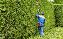 Pourquoi et quand tailler les haies ?
